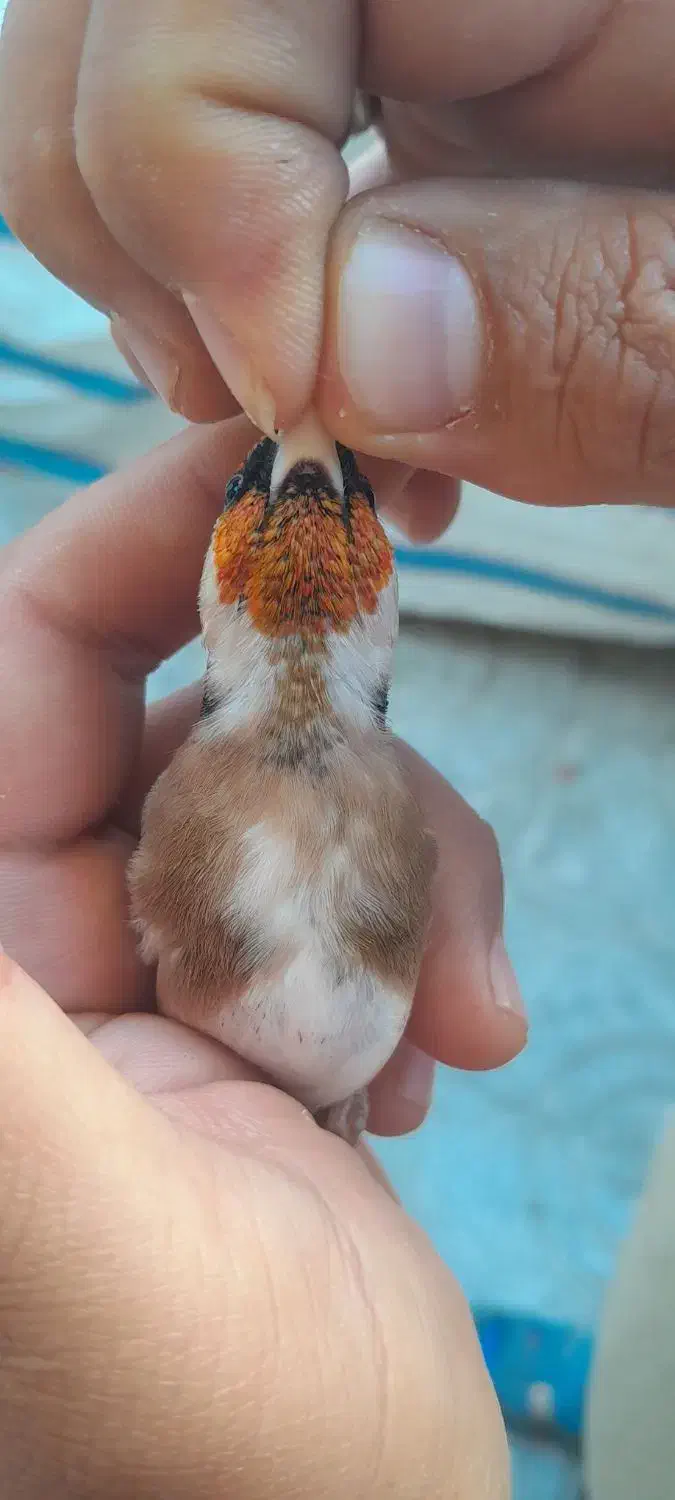 سهره کراواتی بدون توضیح|پرنده|سنندج, |دیوار