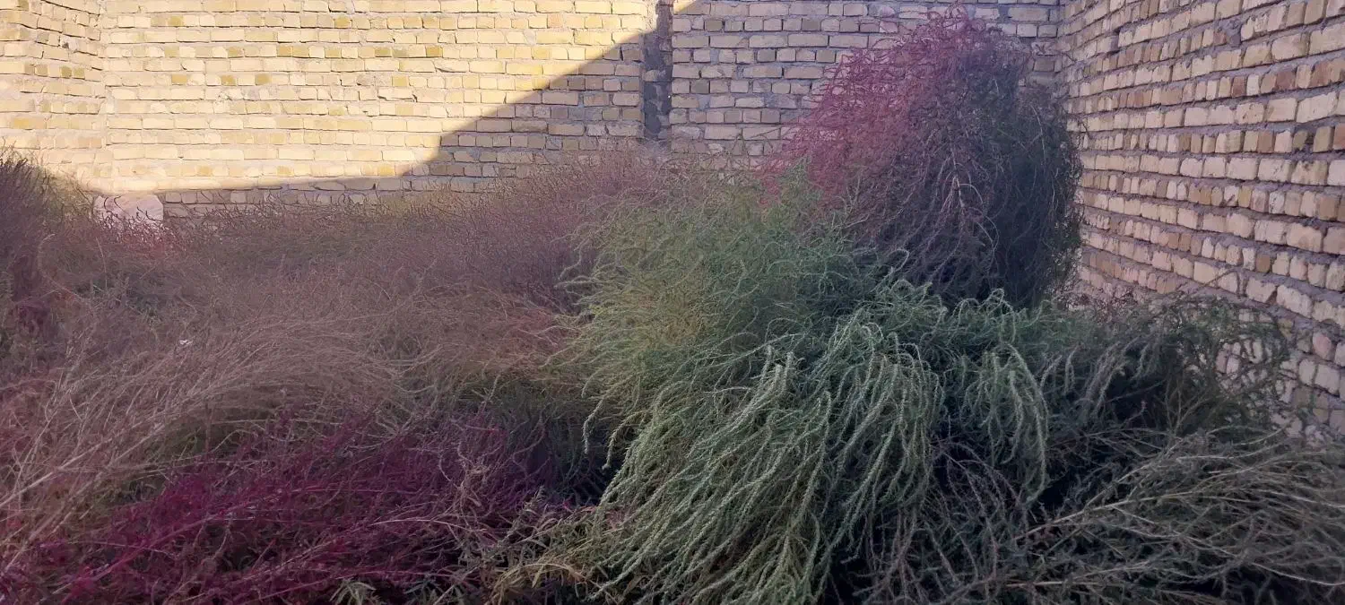 جارو بزرگ  (چارخ)|لوازم نظافت|قیدار, |دیوار