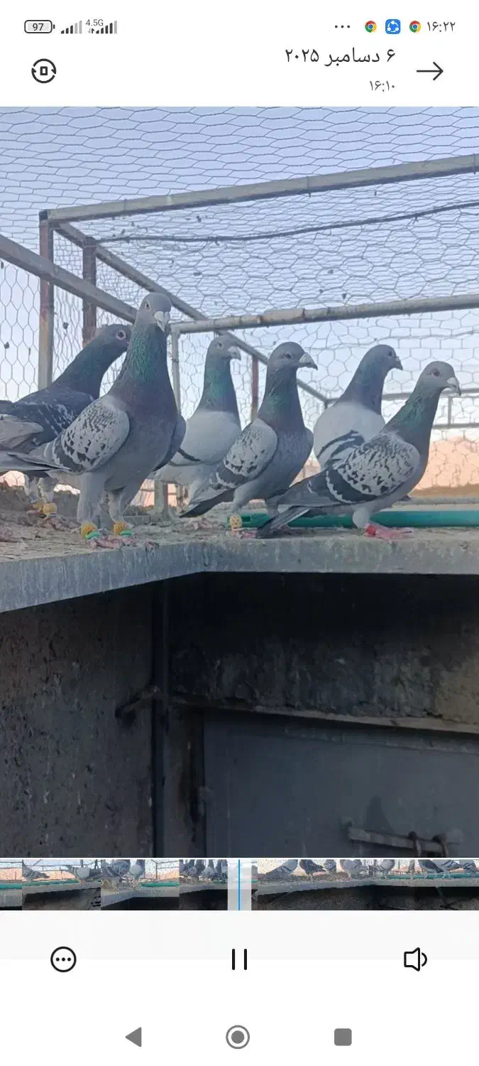 کبوتر پلاکی ب شرط هوا زدوخوردی|پرنده|شیراز, داریون|دیوار