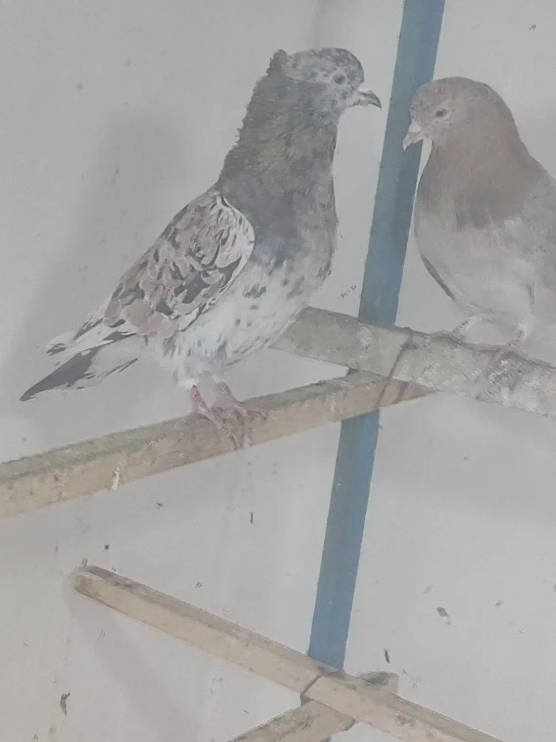 کبوتر فروشی|پرنده|پیرانشهر, |دیوار