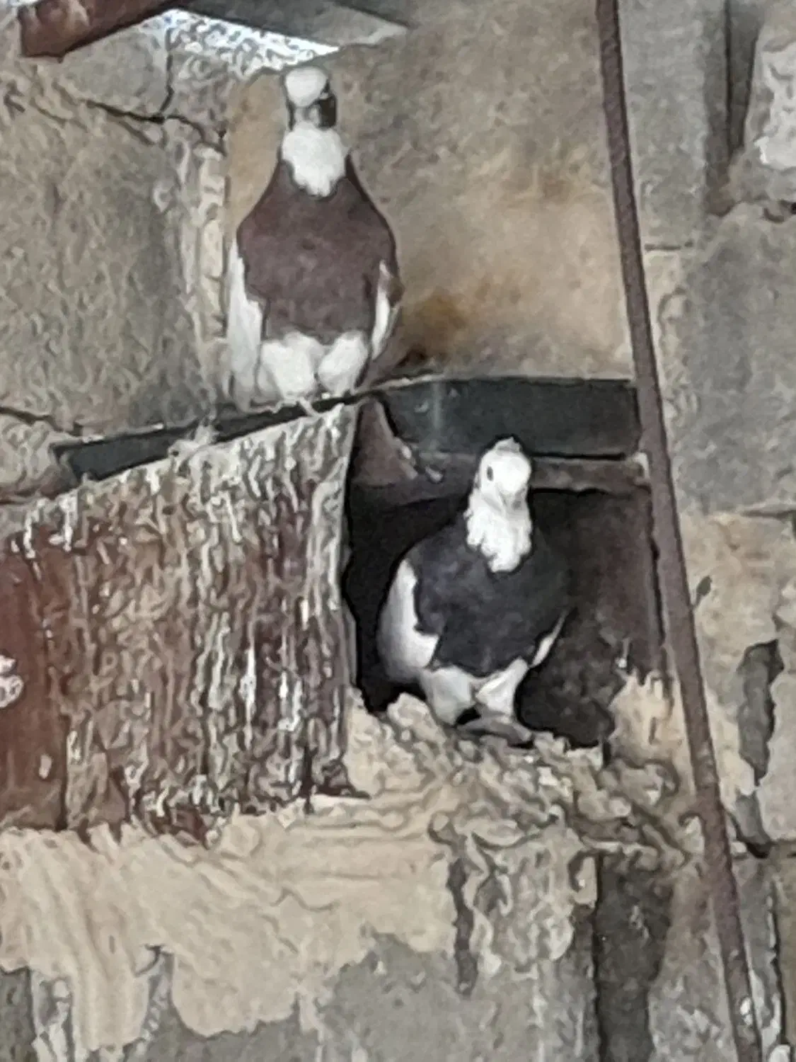 طوقی|پرنده|میمند, |دیوار