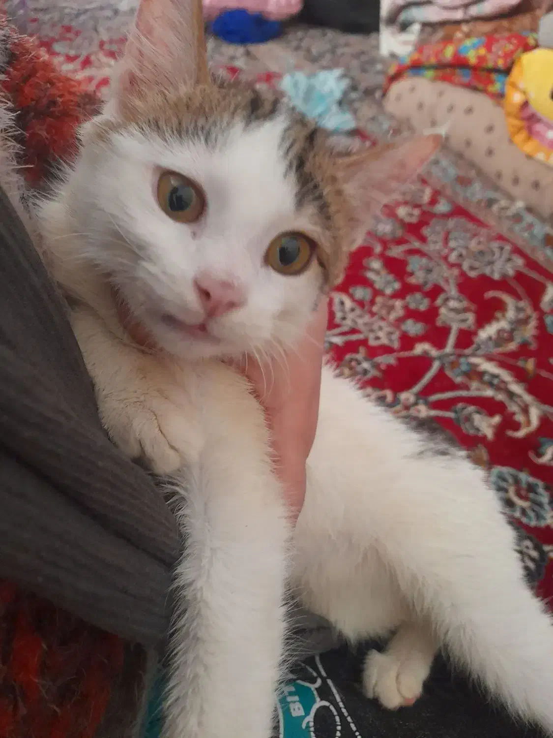 واگذاری گربه|گربه|نقده, |دیوار