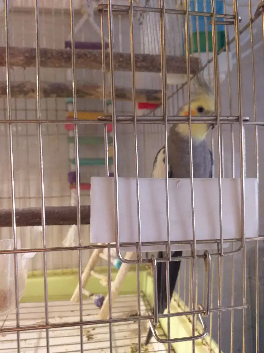 عروس هلندی|پرنده|گرمدره, |دیوار