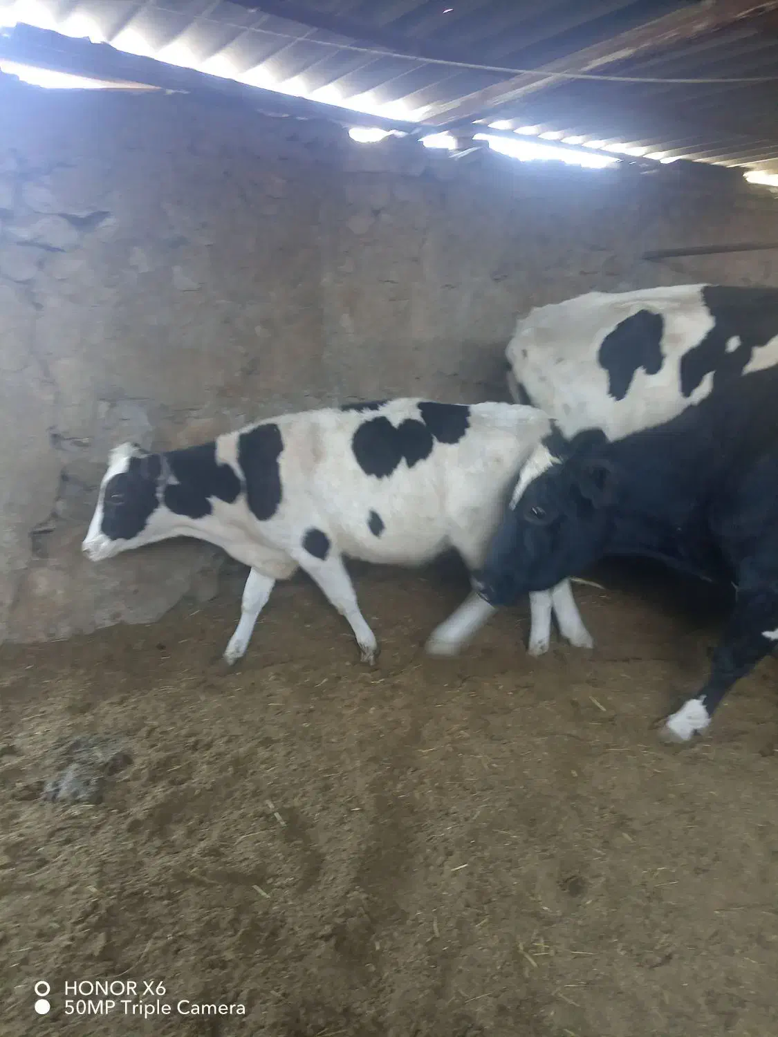 گوساله ماده|حیوانات مزرعه|نیشابور, فضل|دیوار