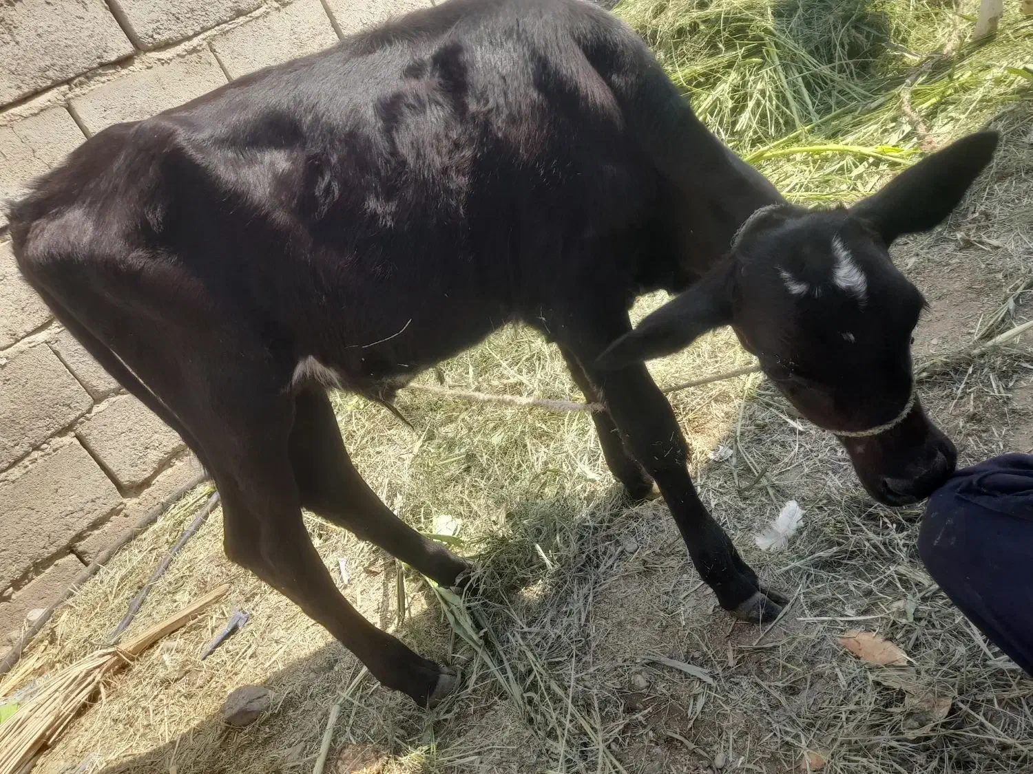 گاو|حیوانات مزرعه|ارزوئیه, |دیوار