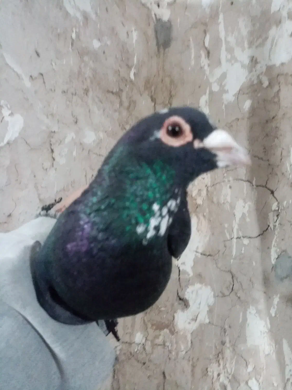 پلنگ عتیقه|پرنده|کرمان, |دیوار