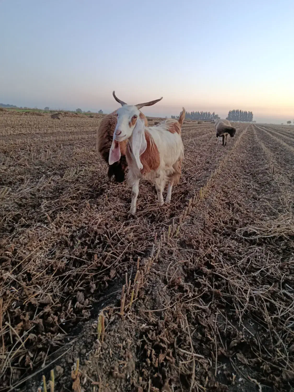 بز دودمان دوماه هس تکه خورده|حیوانات مزرعه|پارسآباد, |دیوار