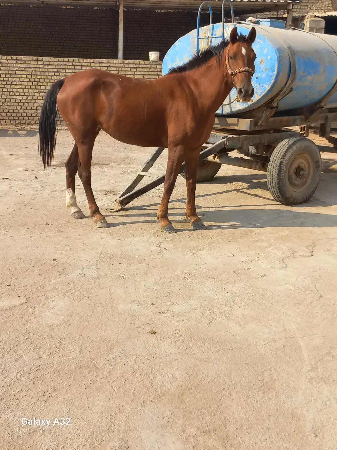 اسب اصیل عرب|اسب و تجهیزات اسب‌سواری|حمیدیه, |دیوار