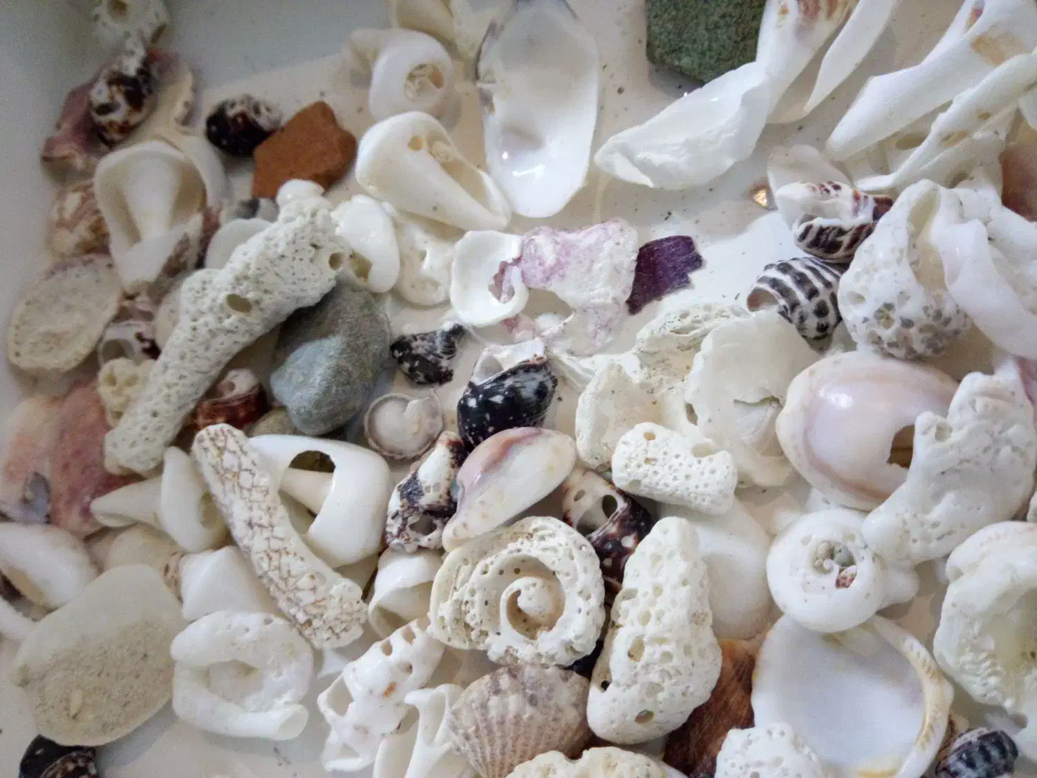 دستبند صدفی|بدلیجات|تهران, نظامآباد|دیوار