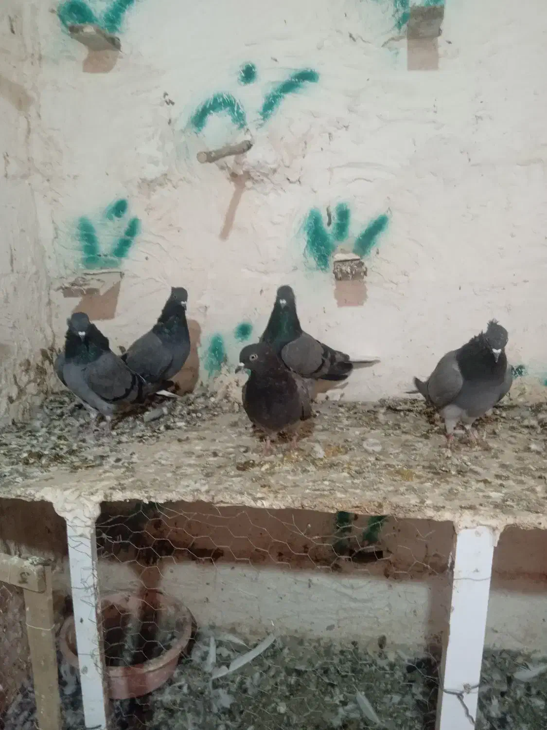 کبوتر دم سفید|پرنده|مشگین شهر, |دیوار