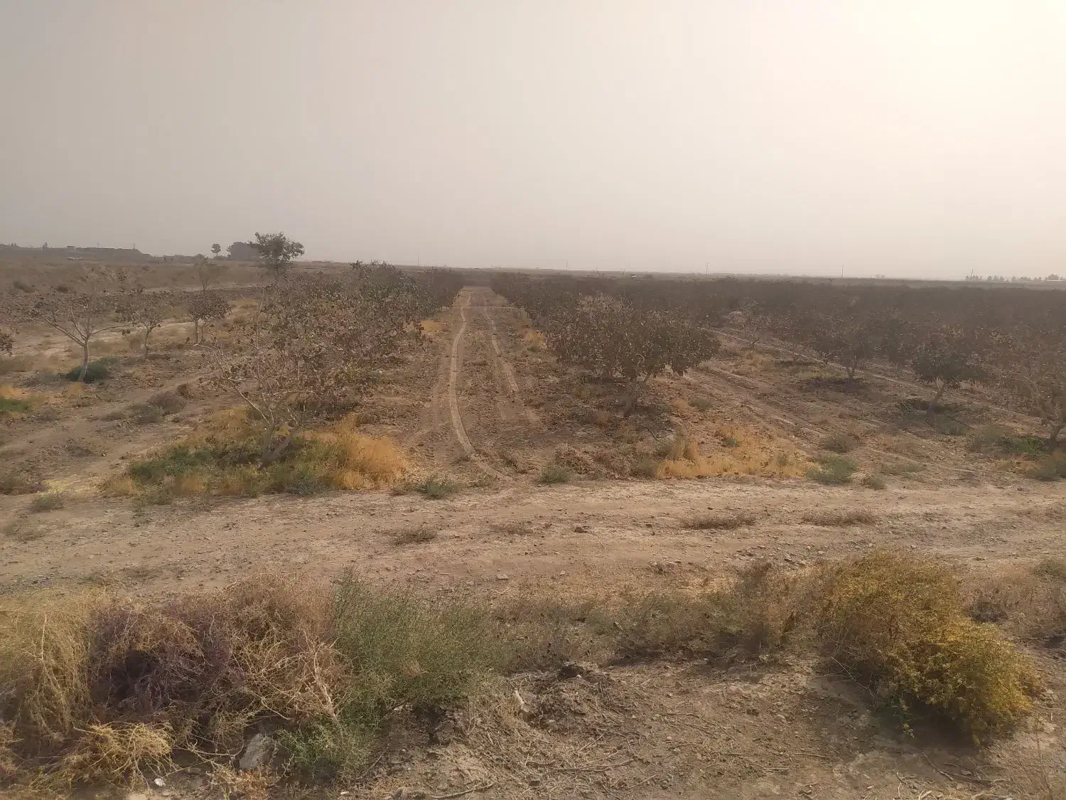 فروش باغ پسته ۱۵ ساله|فروش دفتر صنعتی، کشاورزی، تجاری|رشتخوار, |دیوار