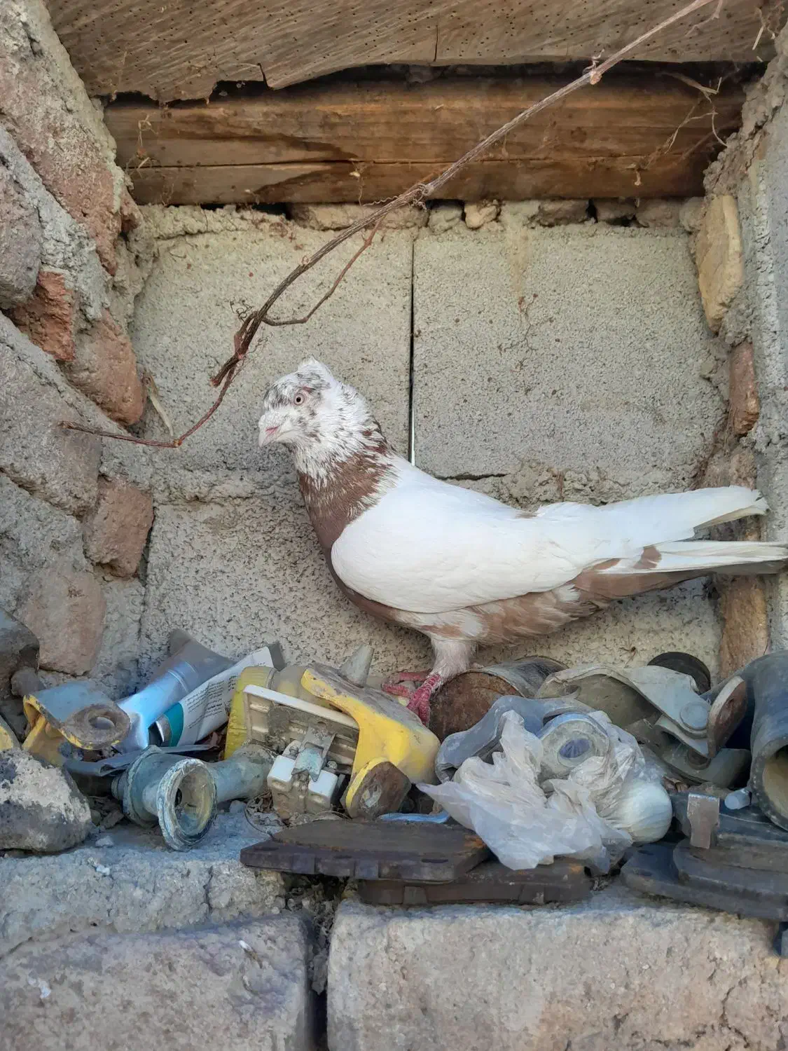 کفتر دوشی ساری|پرنده|اردبیل, |دیوار