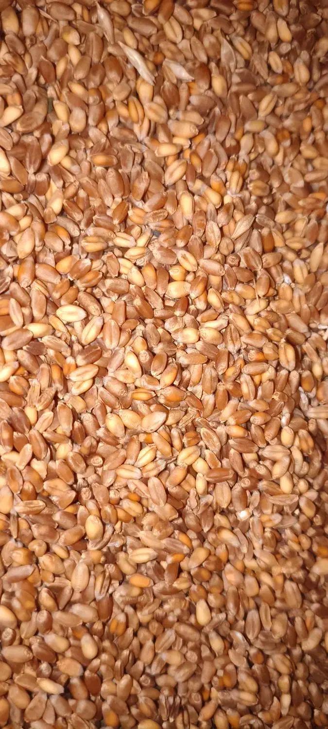 گندم آبی|خوردنی و آشامیدنی|عجب شیر, |دیوار