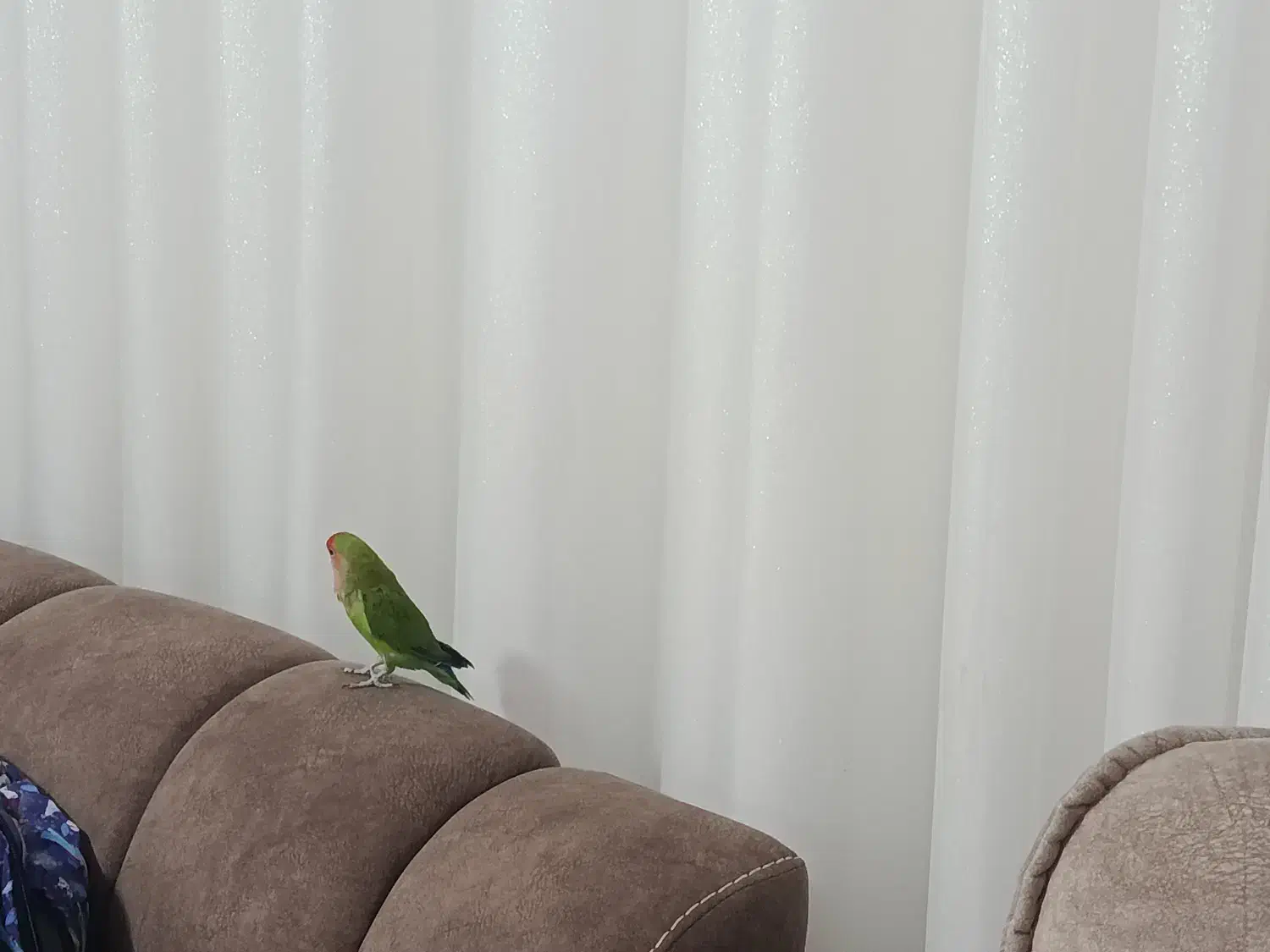 طوطی برزیلی|پرنده|تاکستان, |دیوار