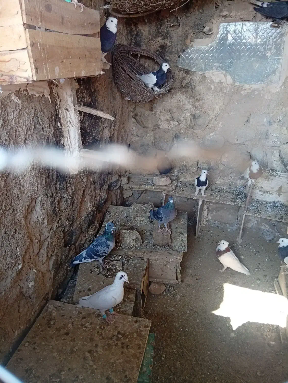 فروش کفتر طوقی تمیز|پرنده|رستاق, |دیوار