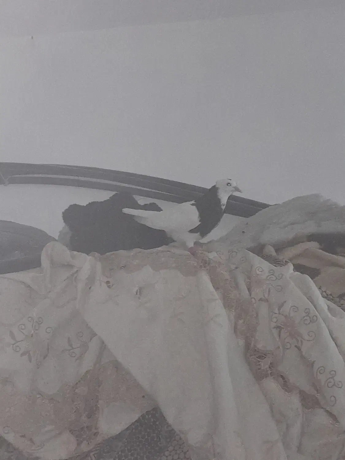 جوجه  طوقی|پرنده|مشهد, کلاته برفی|دیوار