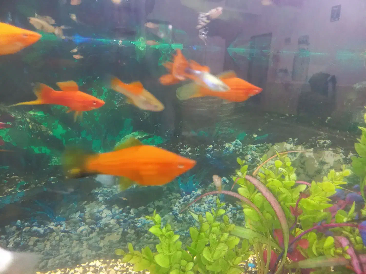 ماهی آکواریوم|ماهی|مه ولات, |دیوار