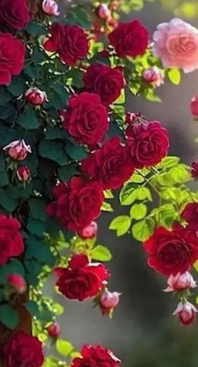 نیازمند پرستار برای خانم سالمند در بیدستان|استخدام درمانی، زیبایی، بهداشتی|محمدیه-قزوین, |دیوار