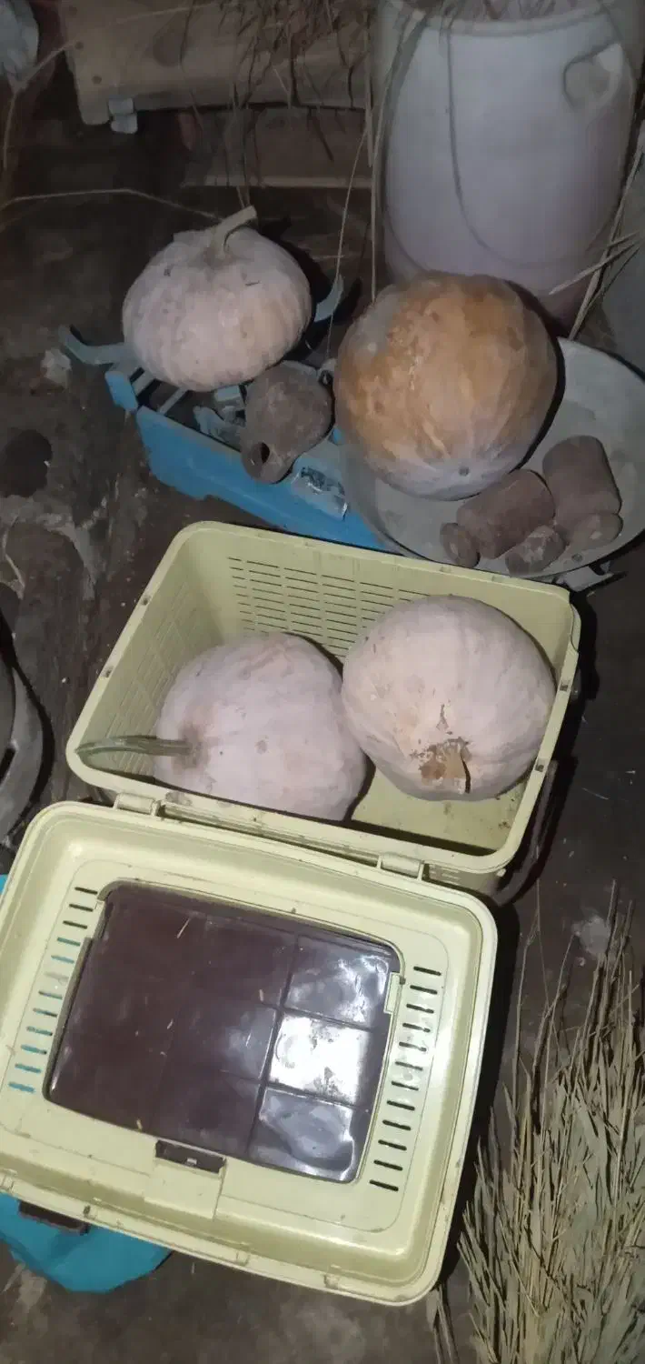 کدو کامل شیرین وارگانیک|خوردنی و آشامیدنی|رشت, آزادگان|دیوار