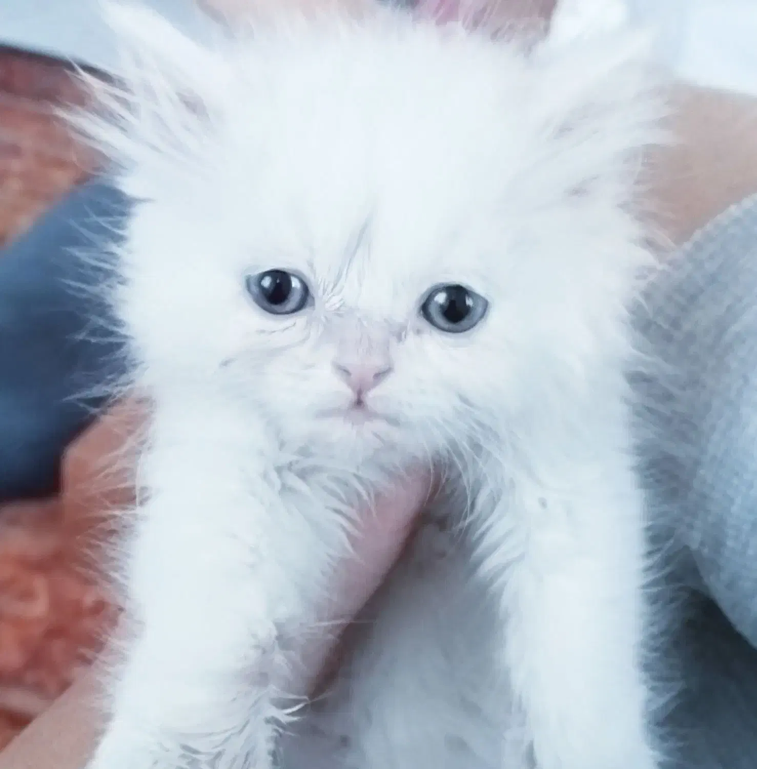 گربه برتیش نر، فرصت نگهداری آسان|گربه|کرج, فاز ۱ مهرشهر|دیوار