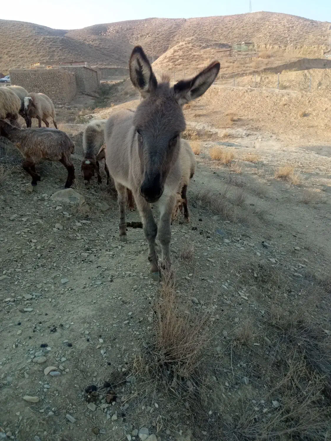 کره خر نر|حیوانات مزرعه|بجنورد, |دیوار