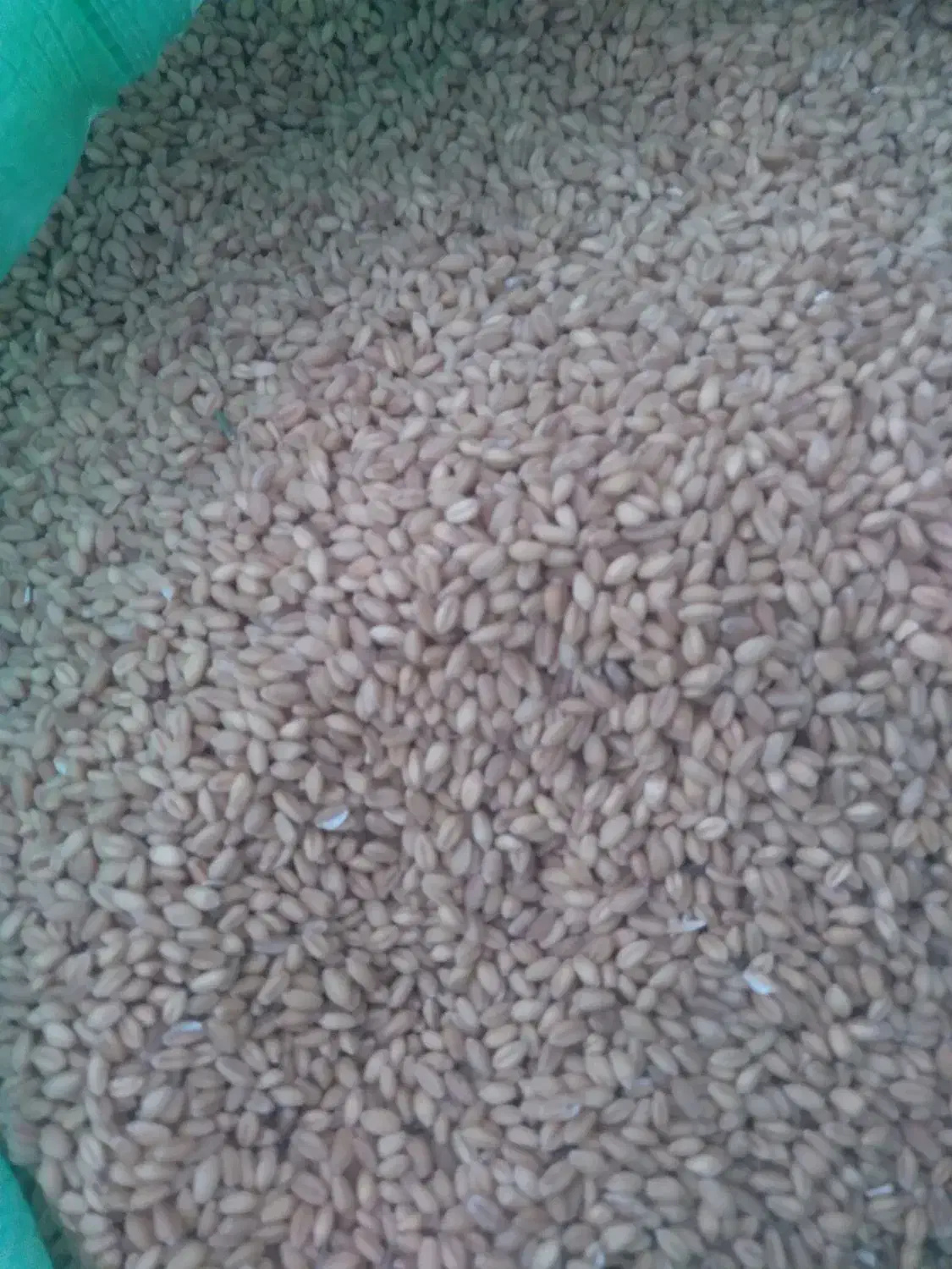 گندم‌کوهدشت|خوردنی و آشامیدنی|مانه, |دیوار