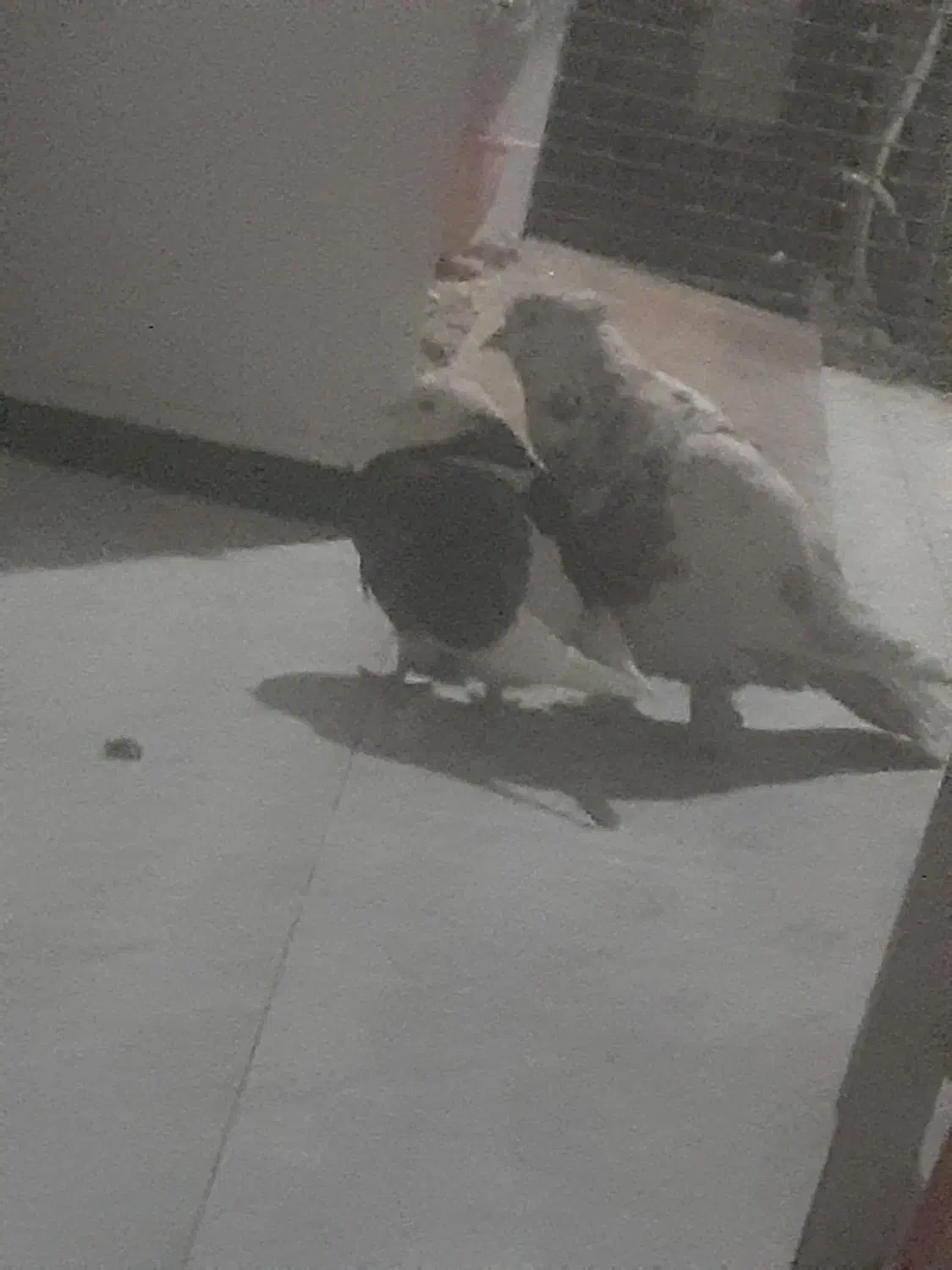 کبوتر گمشده (قلمکار)|حیوانات|چهارباغ, |دیوار