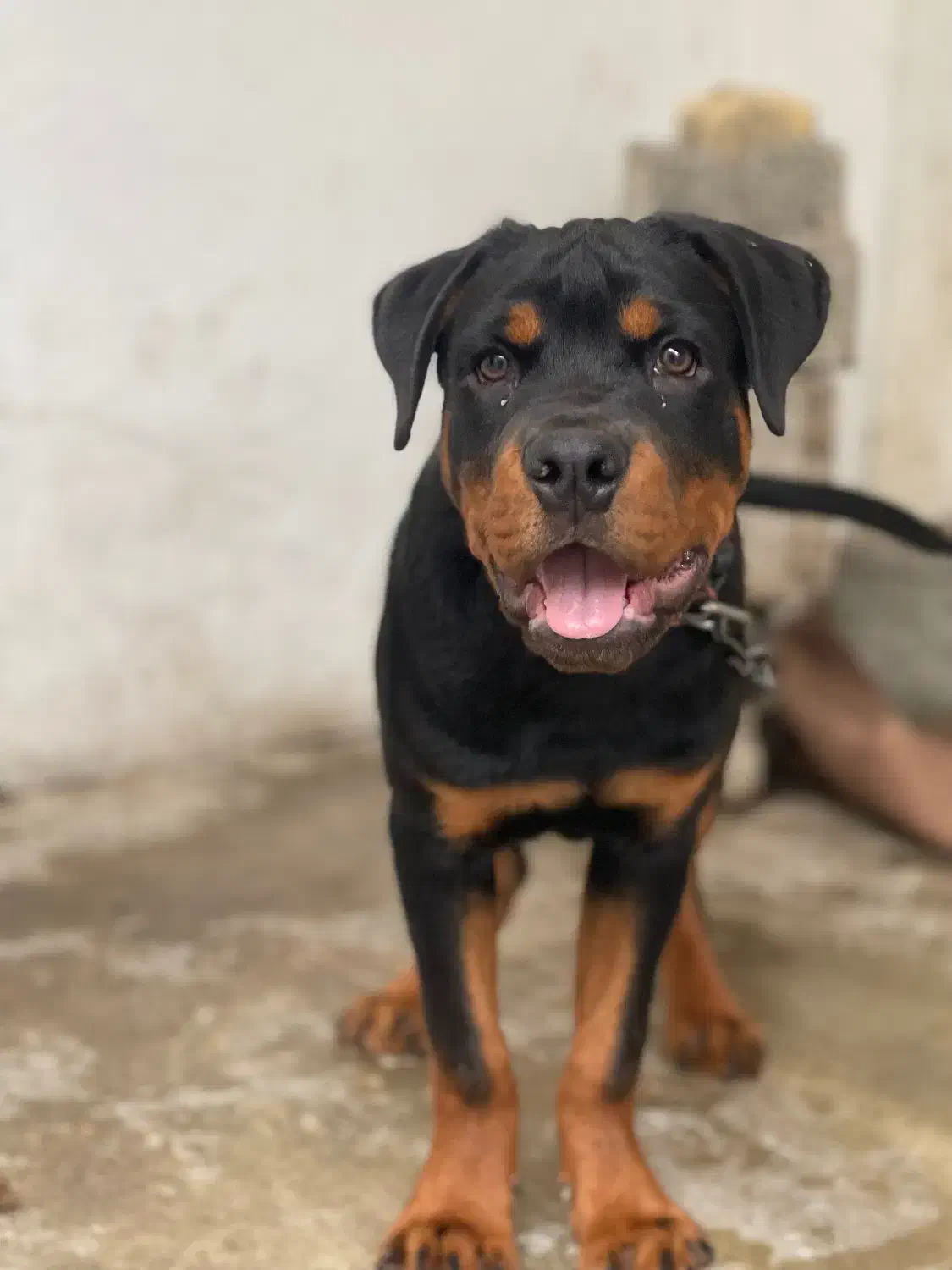 فروش سگ|سگ|کوچصفهان, |دیوار