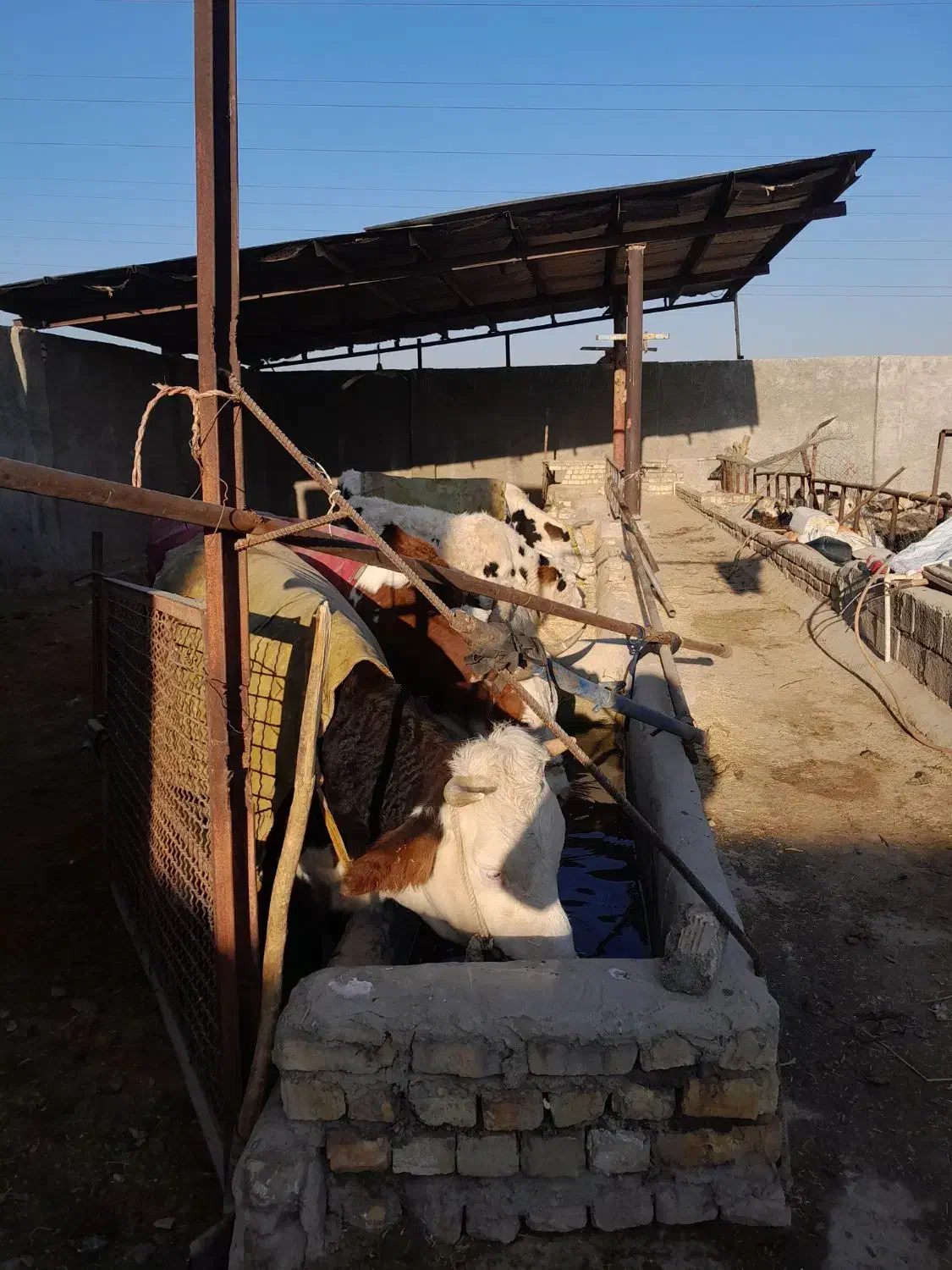 گاو و گوساله سیمینتال|حیوانات مزرعه|فلاورجان, |دیوار