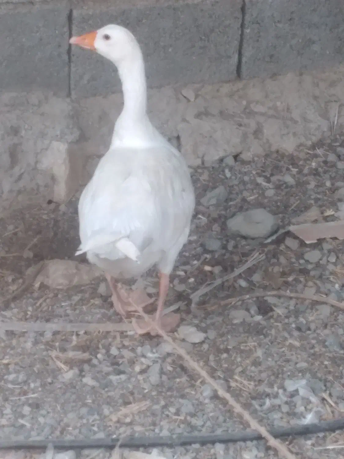 غاز نر معاوضه با ماده رودانم|حیوانات مزرعه|بندرعباس, |دیوار