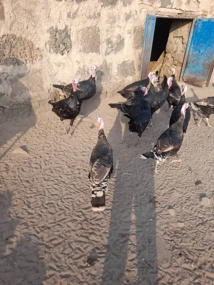 10عدد بوقلمون نر|حیوانات مزرعه|بازرگان, |دیوار