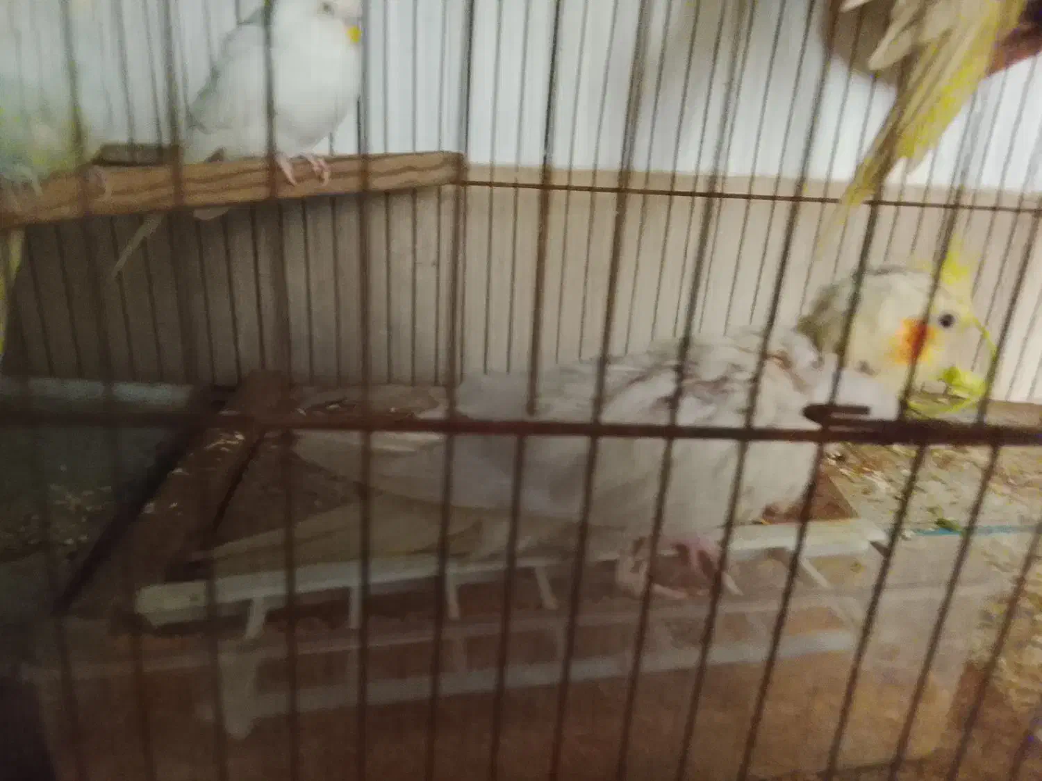 فروش عروس هلندیو کوتوله برزیلی|پرنده|شیراز, جوادیه|دیوار