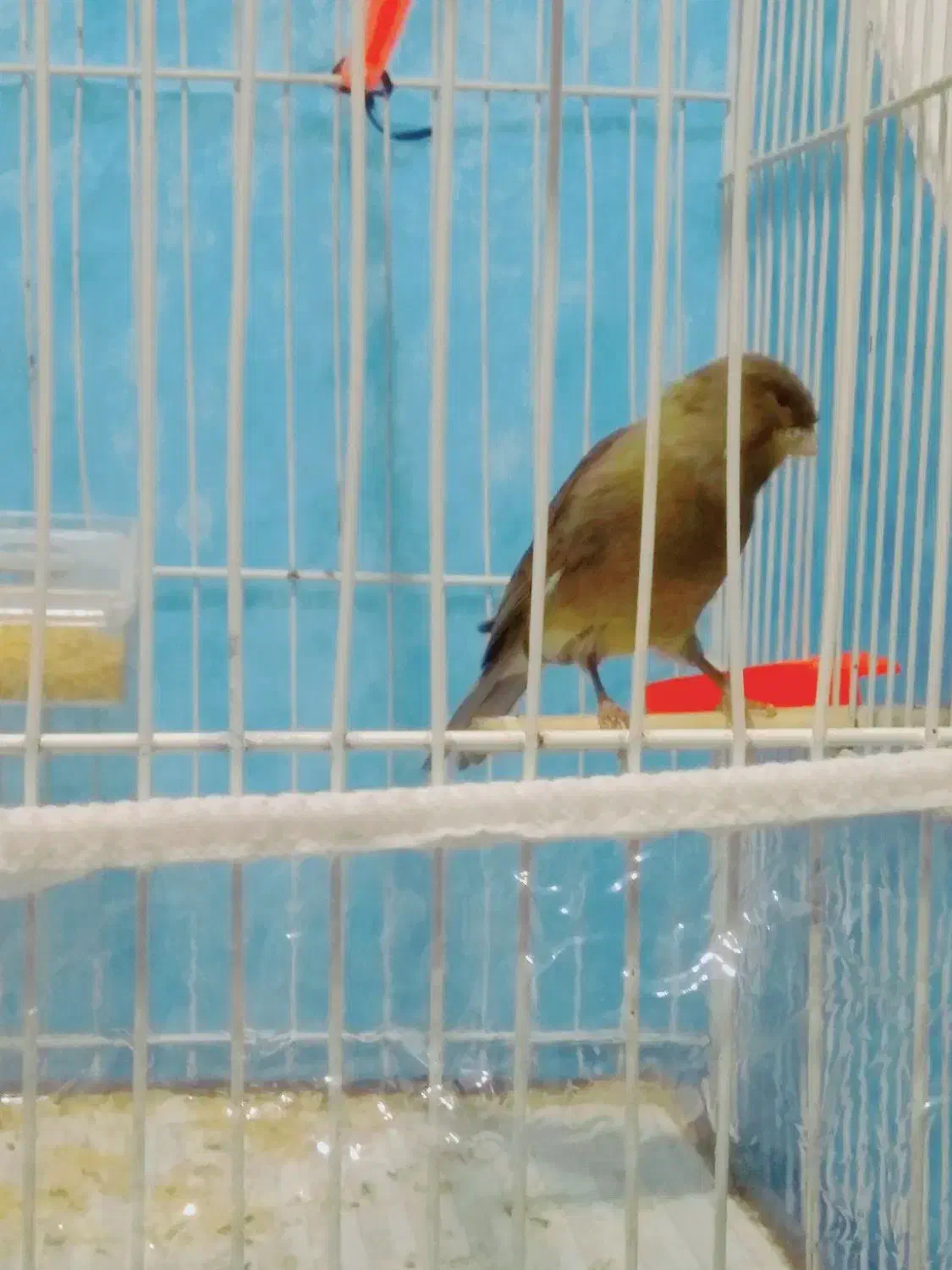 قناری مستخون شلاقی فنچ طوطی مرغ عشق عروس میناسهره|پرنده|مشهد, ایوان|دیوار