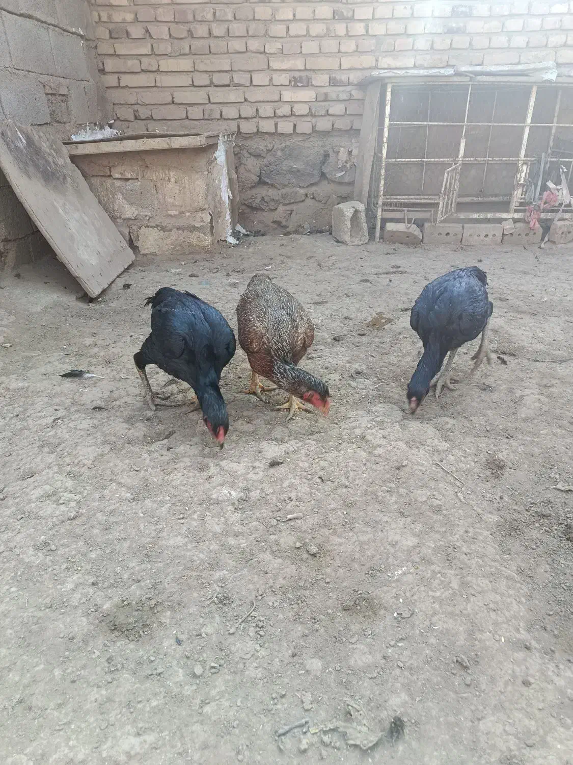 چهار عدد لاری|حیوانات مزرعه|شوط, |دیوار