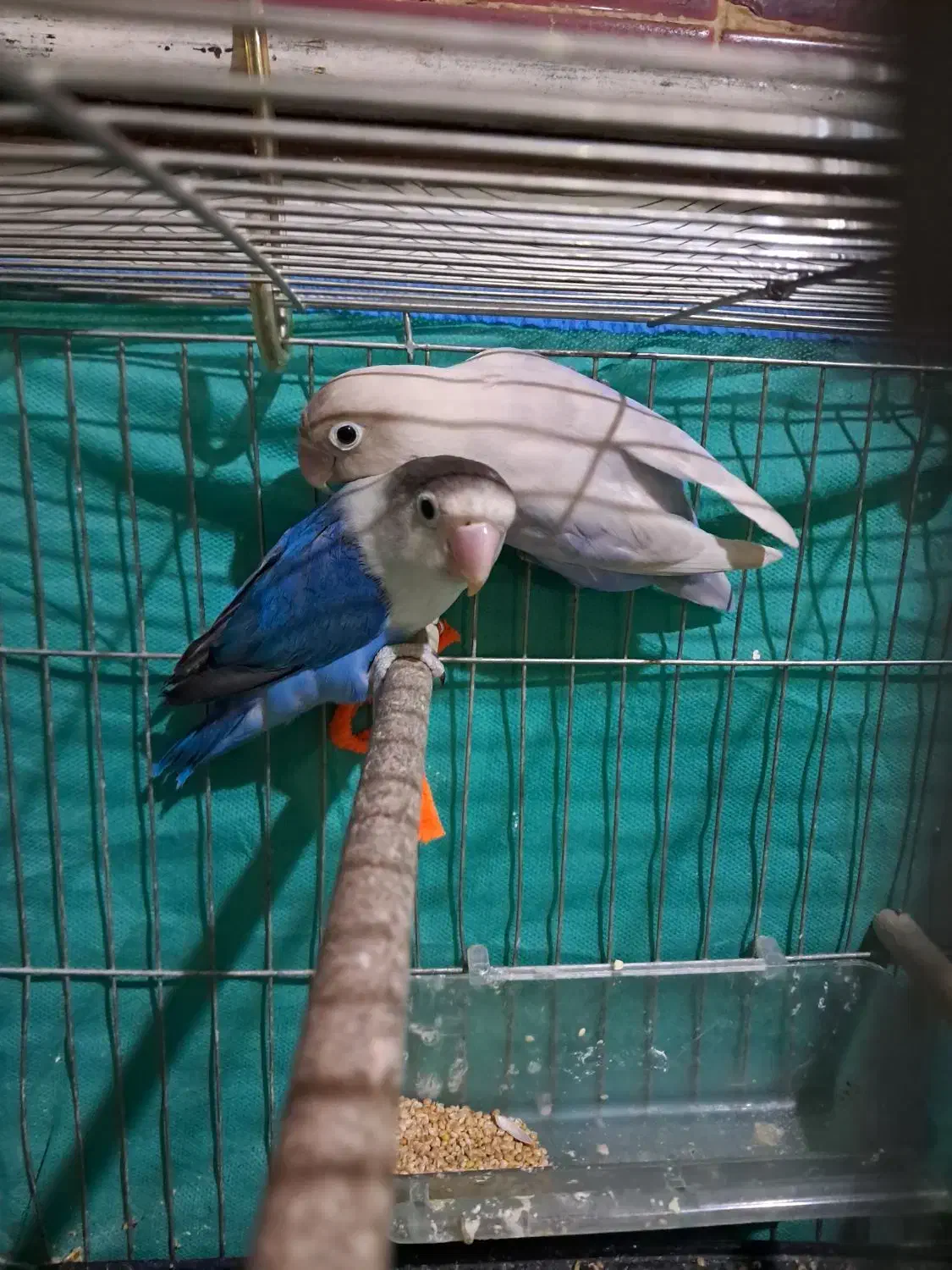 جفت کوتوله|پرنده|یزد, |دیوار