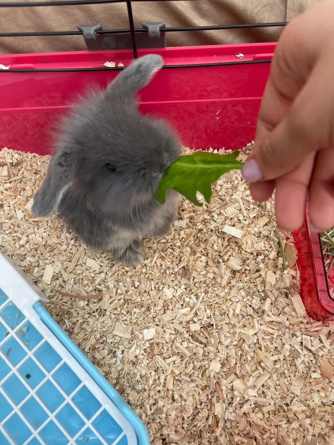 خرگوش لوپ|موش و خرگوش|تهران, افسریه شمالی|دیوار