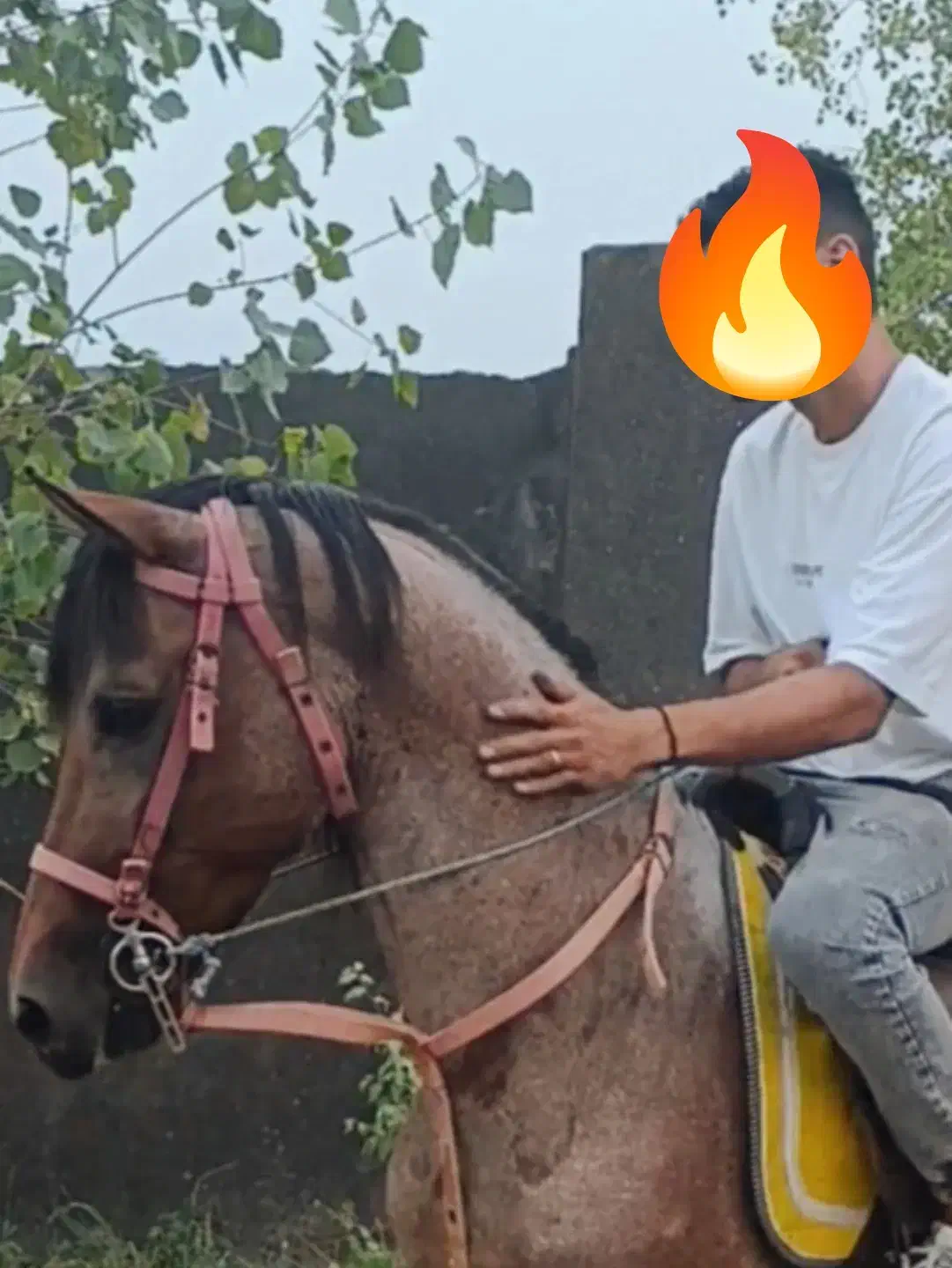 نریون کرد بازی دار|اسب و تجهیزات اسب‌سواری|رشت, فرزانه|دیوار