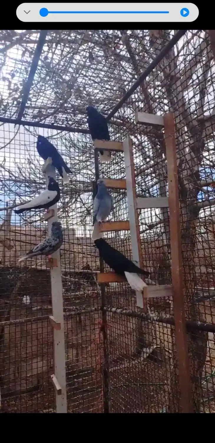 کبوتر دم سفید|پرنده|کرمان, |دیوار