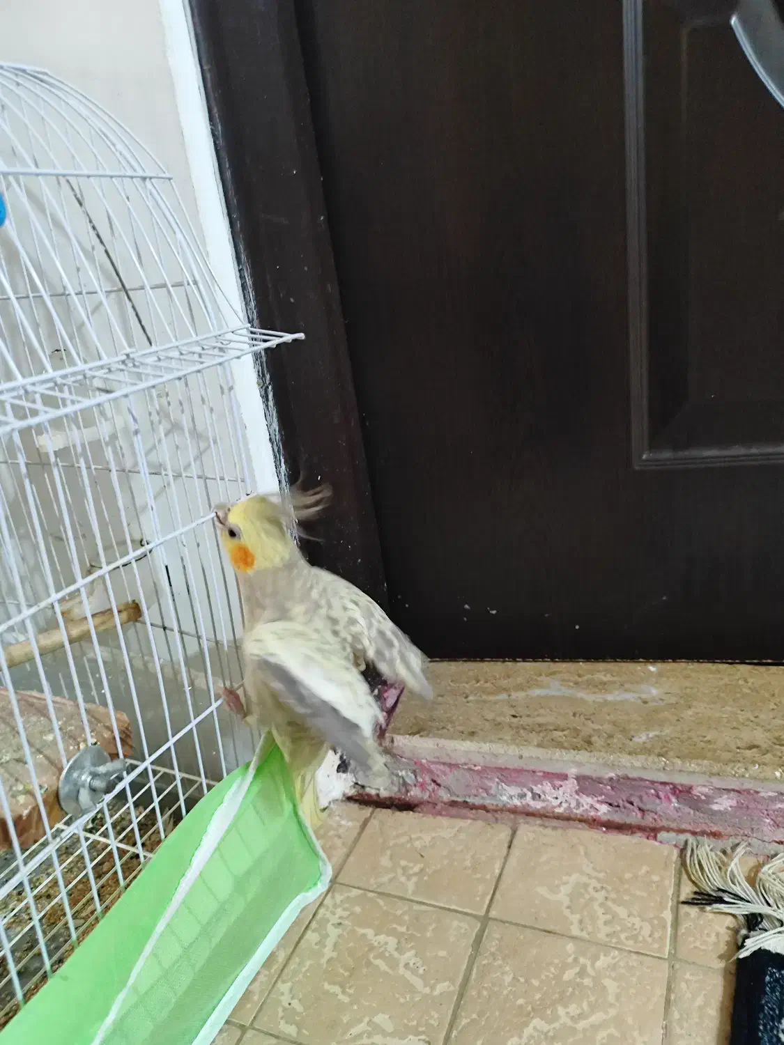 عروس هلندی|پرنده|تالش, تالش|دیوار