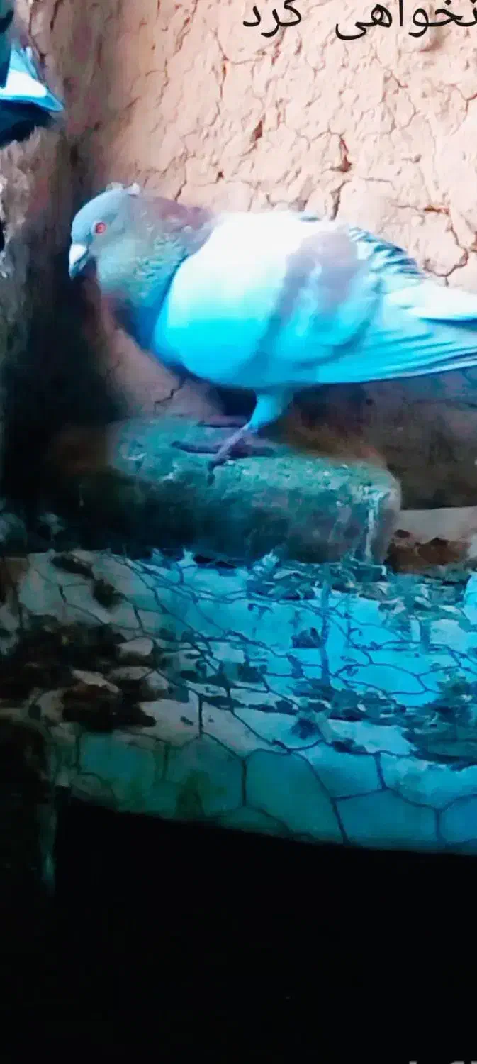 کفتر کاکلی|پرنده|تایباد, |دیوار