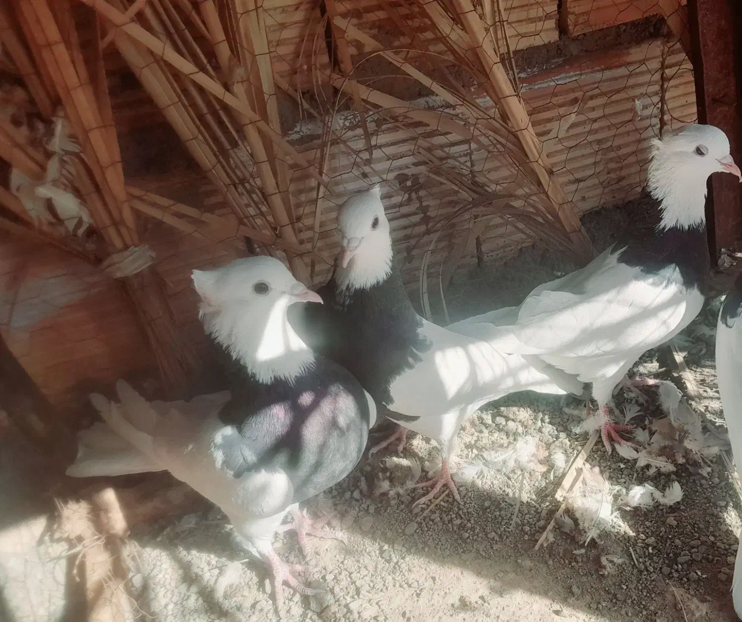 طوقی|پرنده|بم, |دیوار