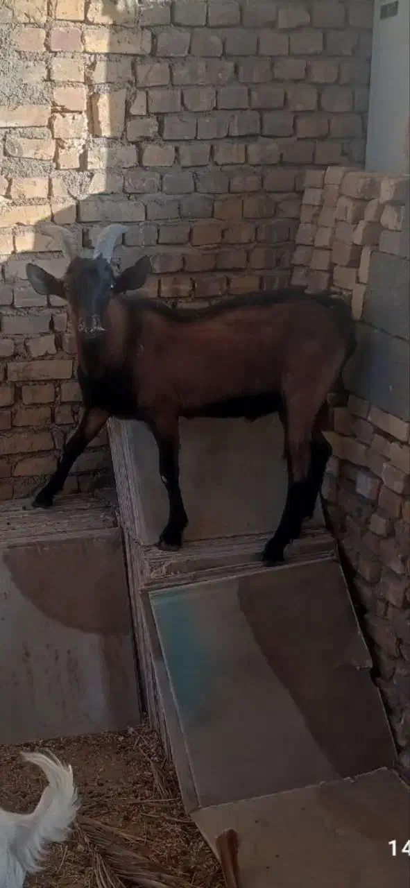 یک عدد چپش الپاین|حیوانات مزرعه|میبد, |دیوار