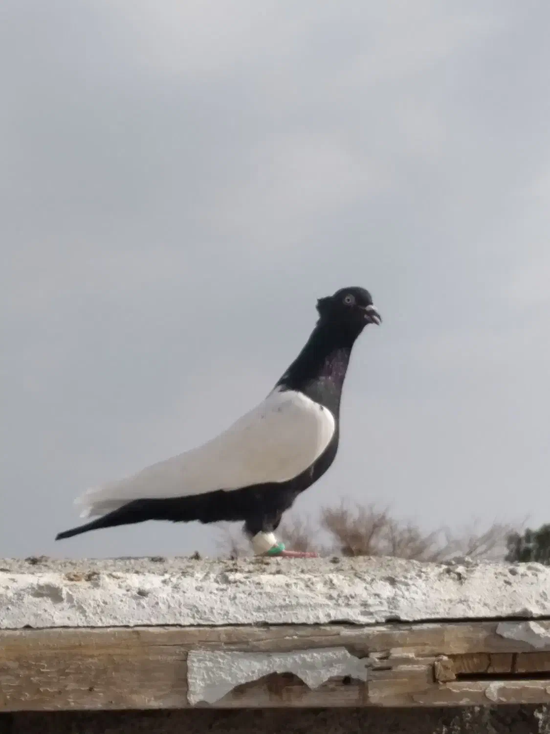 کفتر|پرنده|تربت جام, میان جام|دیوار