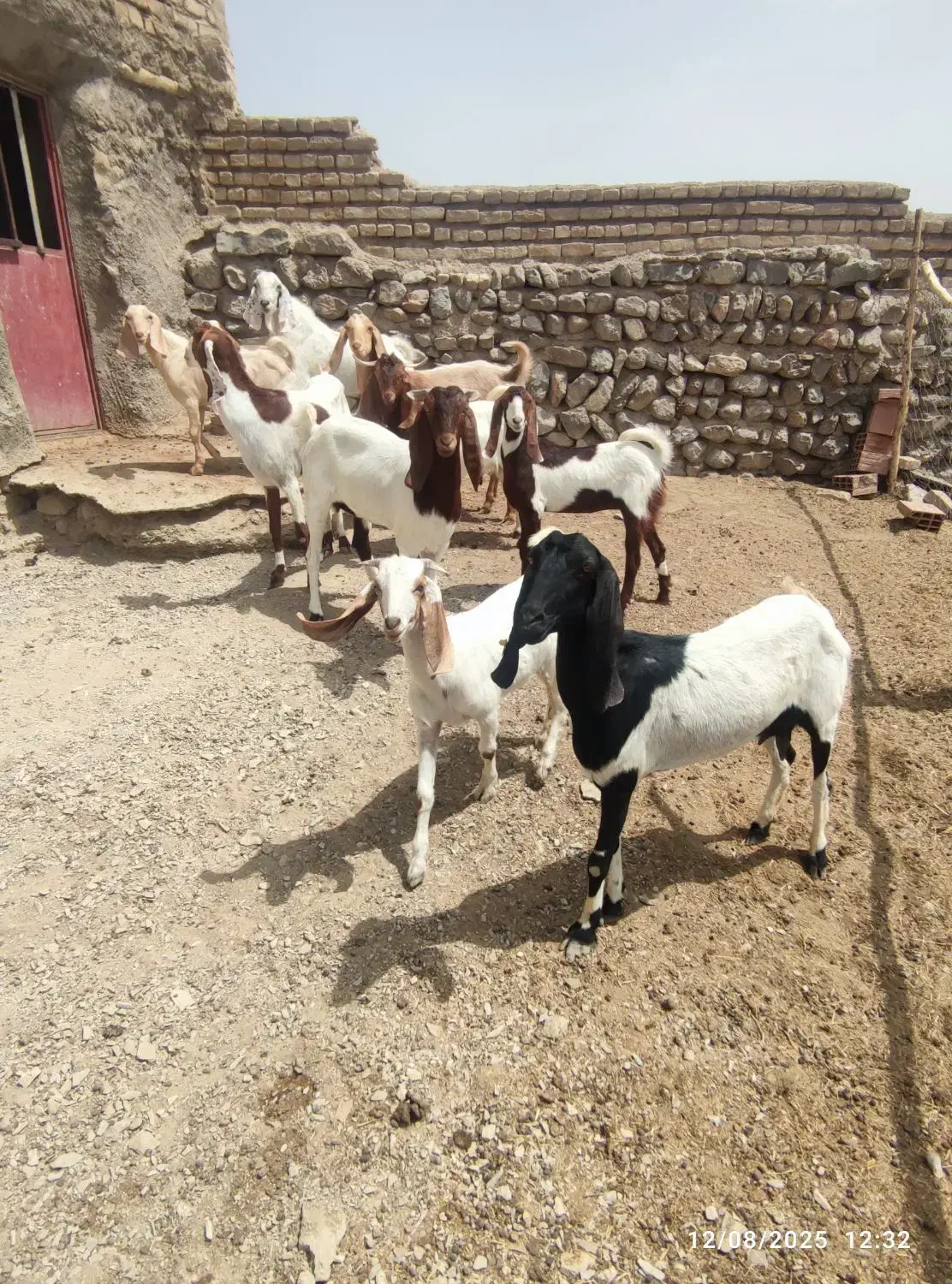 چند عدد بز پاکستانی|حیوانات مزرعه|شیروان (خراسان), |دیوار
