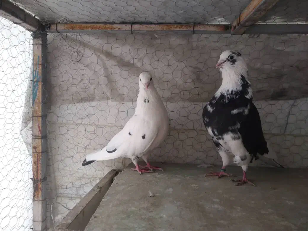 کبوتر|پرنده|تهران, پرستار|دیوار