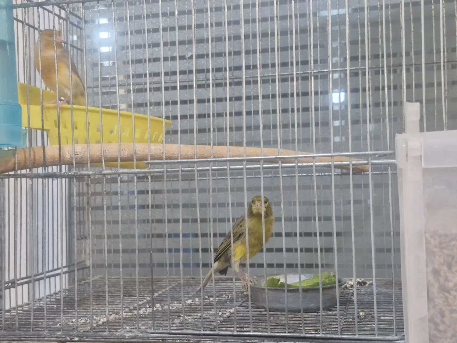 یک جفت قناری عروس هلندی جفت|پرنده|گنبد کاووس, |دیوار