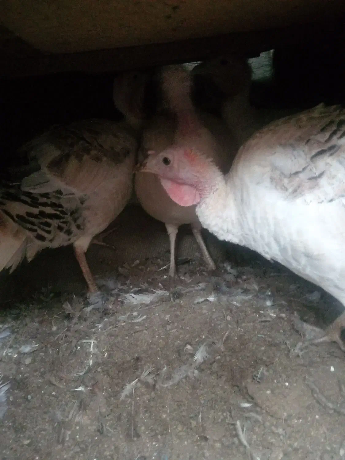 بوقلمون ماده تخمی|حیوانات مزرعه|بم, |دیوار