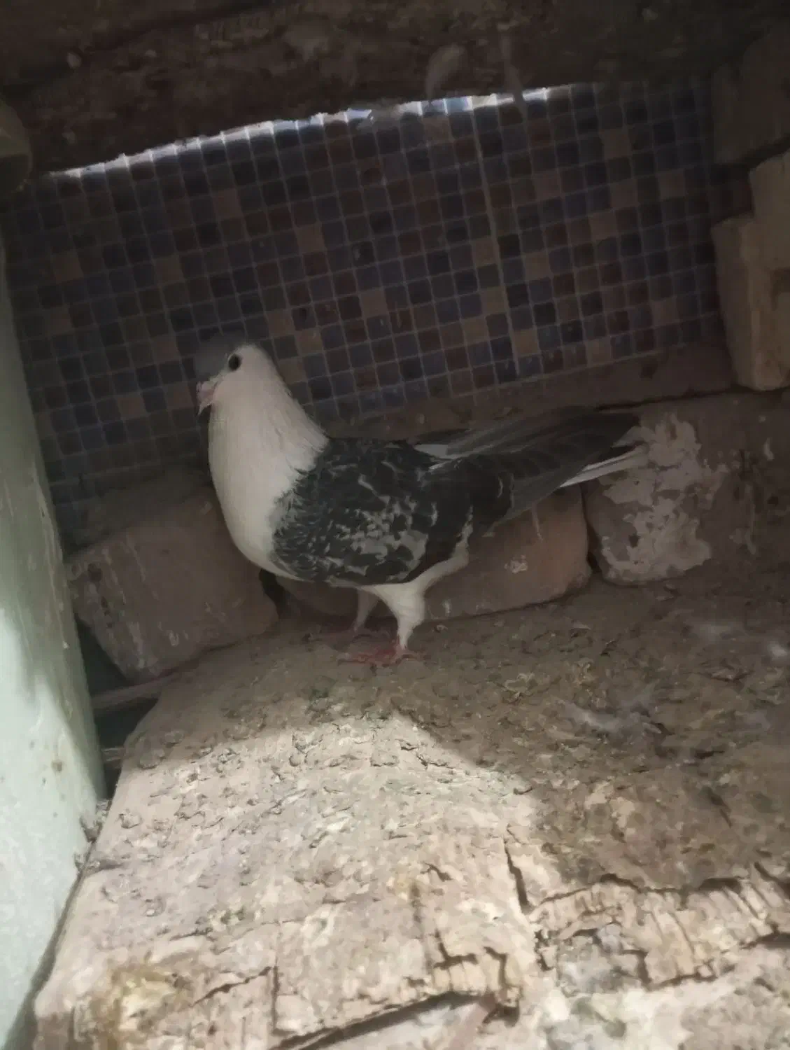 کبوتر سنگی|پرنده|سراوان, |دیوار