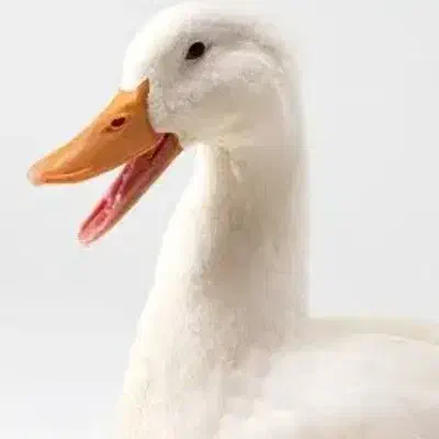 اردک|حیوانات مزرعه|شاهین‌شهر, نبوت|دیوار