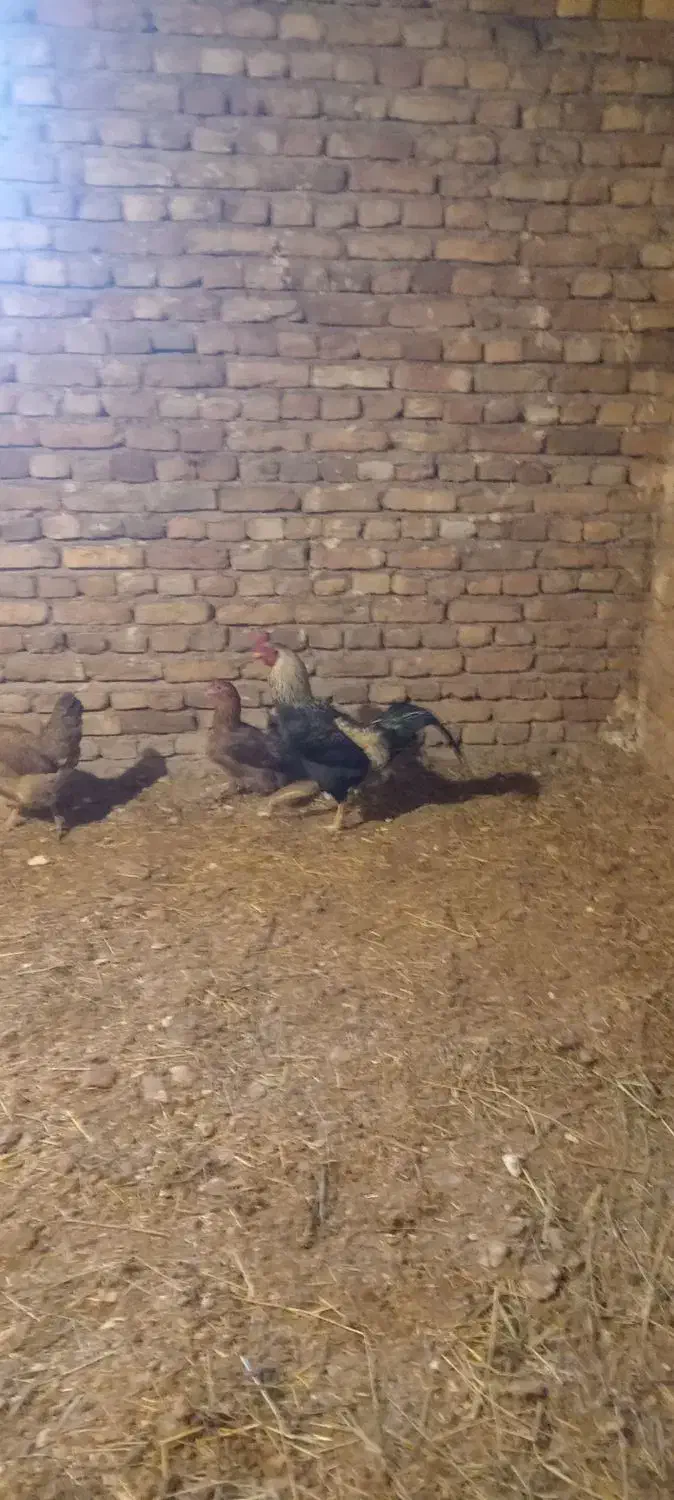 خروس دو رگه|حیوانات مزرعه|سیلوانه, |دیوار